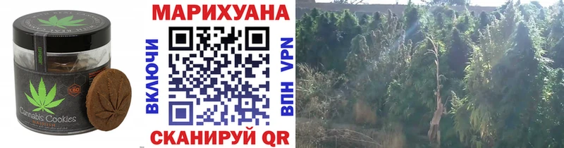 купить наркотики сайты  Вязники  Cannafood конопля 